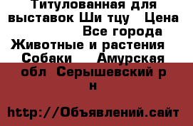 Титулованная для выставок Ши-тцу › Цена ­ 100 000 - Все города Животные и растения » Собаки   . Амурская обл.,Серышевский р-н